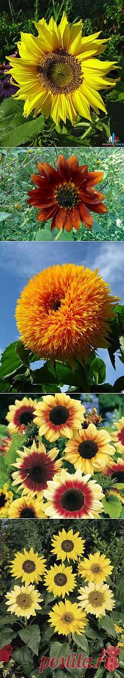 (+1) тема - Подсолнечник | 6 соток