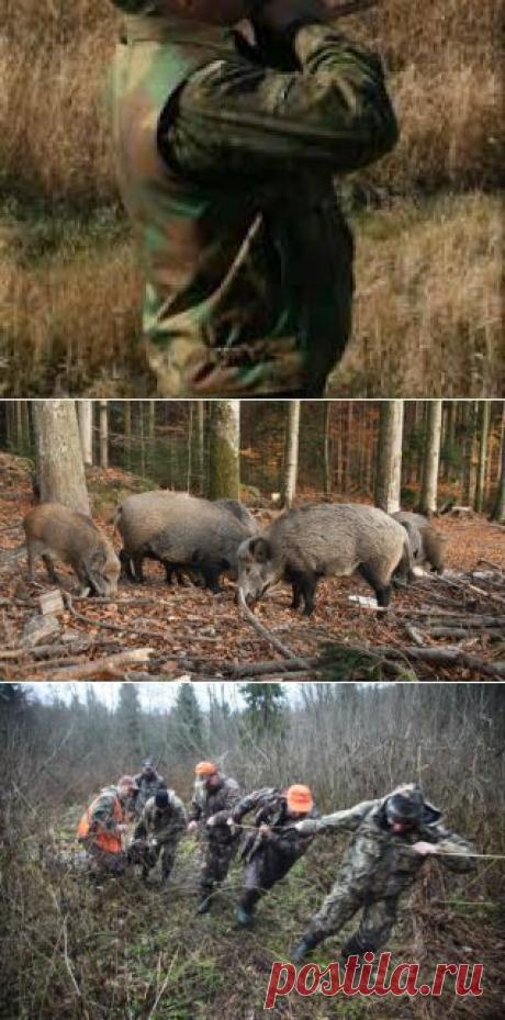 ​Загонная охота. Продолжение! ОЛЕНЬ ОПЫТ ЛОВЛЯ ЗВЕРЬ ПУЛЯ МУЖЧИНА ШКУРА ВИНТОВКА ЛИСИЦА ружьё дичь добыча зверь кабан собаки гончая олень сокол дробь лес сезон собака желание осторожность охотник порох опасность капкан карабин дрофа стрельба медведь животные тропа лось стрелок хищник патрон утка дробовик кулик овца заяц браконьерство винтовка рябчик выслеживание гидрокостюм выстрел волк борзая куропатка нож водка селезень олени лиса глухарь оружие гончии