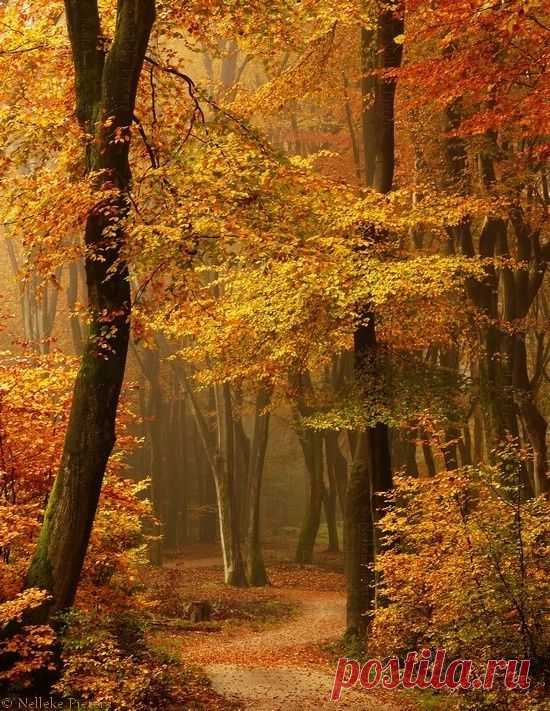 Autumn  |  Pinterest: инструмент для поиска и хранения интересных идей