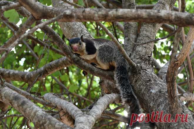 Grizzled Giant Squirrel Grijze reuze-eekhoorn (Ratufa macroura) Uda Walawe, Sri Lanka Conservation status: Near threatened
