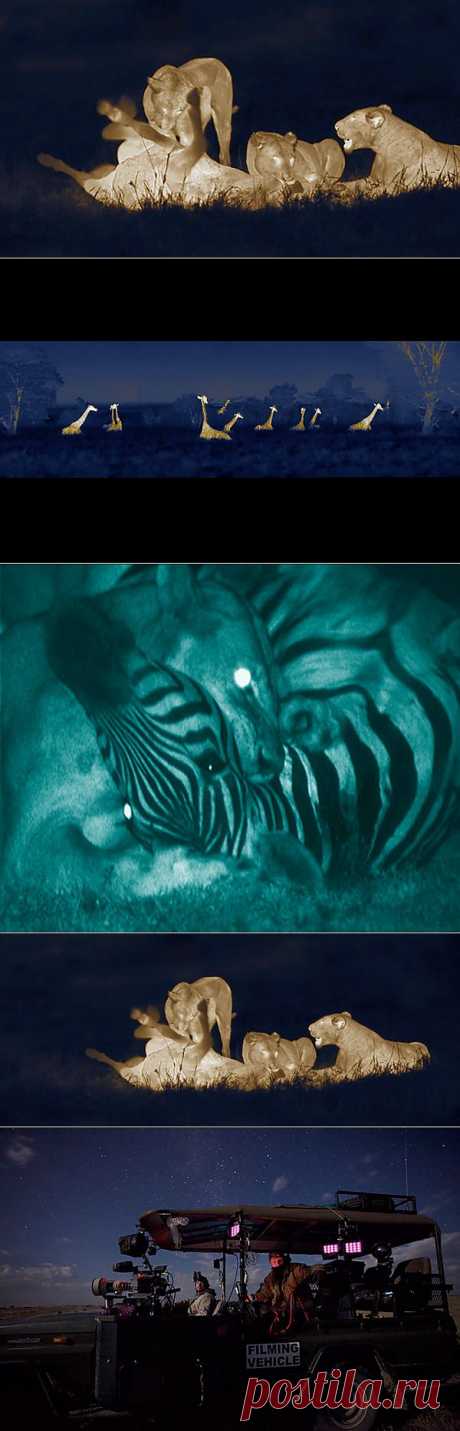 &amp;raquo; Ночная Африка от Мартина Дорна Это интересно!