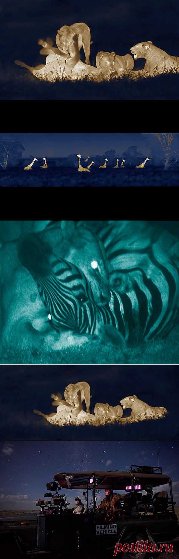 &raquo; Ночная Африка от Мартина Дорна Это интересно!