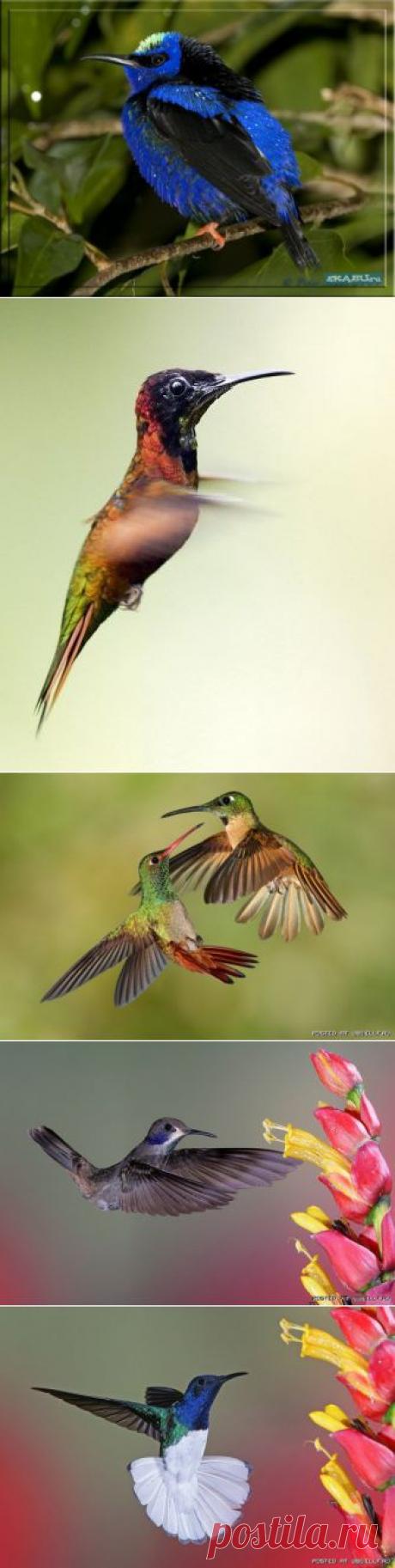 Колибри красивое фото.