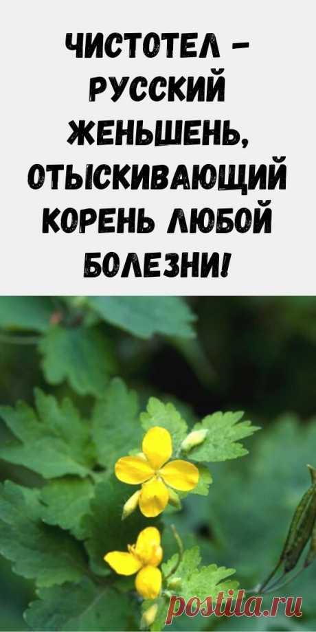 Чистотел - русский женьшень, отыскивающий корень любой болезни!