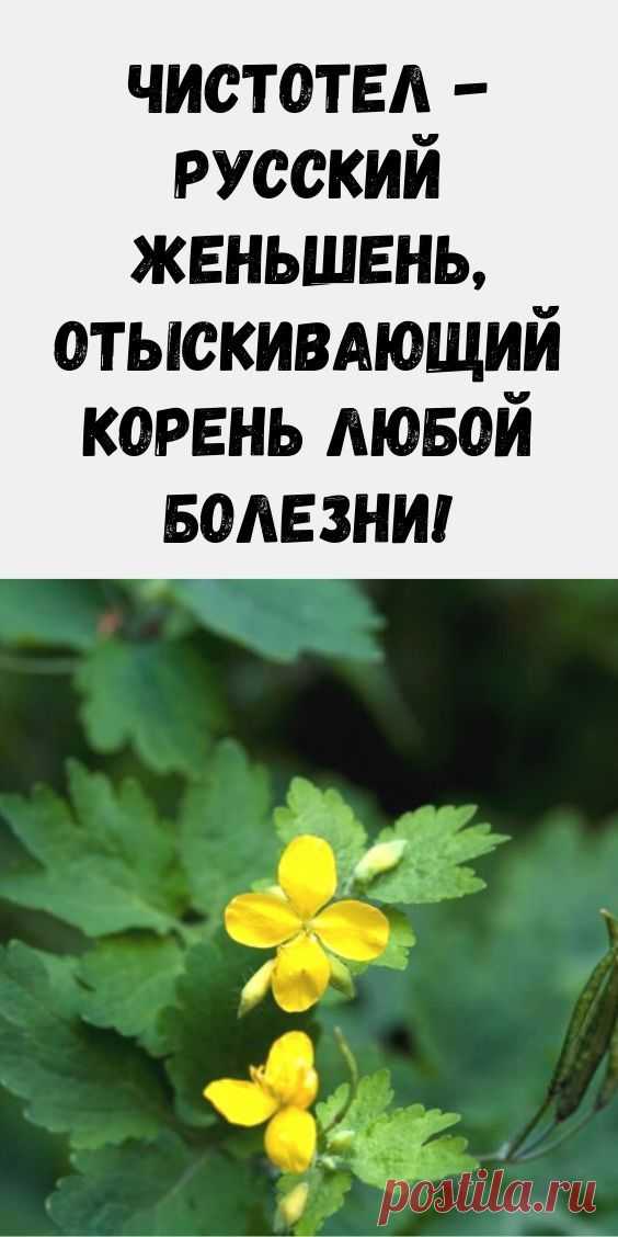 Чистотел - русский женьшень, отыскивающий корень любой болезни!