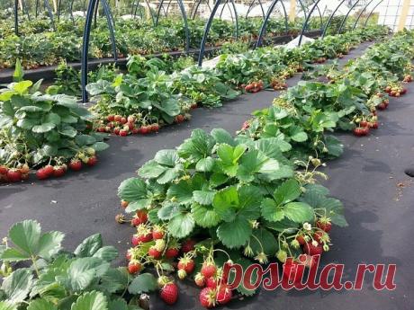 ♥ КАК ПРАВИЛЬНО ПОСАДИТЬ КЛУБНИКУ - 4 СПОСОБА ПОСАДКИ
♥ Как правильно размножать клубнику усами
♥ Посадка клубники (земляники): сроки и технология
♥ Обработка клубники весной
♥ Подкормка клубники весной, летом, осенью
♥ Как вырастить рассаду земляники из семян