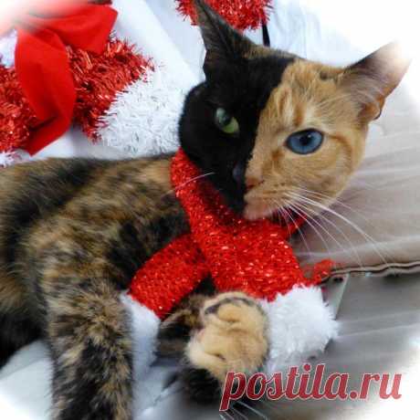 Кошки, над окрасом которых природа постаралась | Уши, лапы, хвост