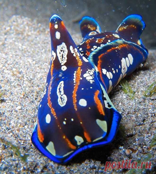 Самые красивые обитатели морских глубин - Морские бабочки!