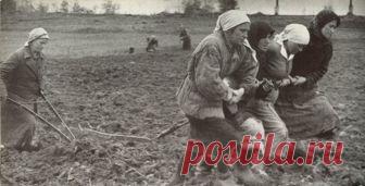 Бабы. Рассказ. До слез! Вот и весна. Земля наконец-то избавилась от снежных оков и облегченно вздохнула свежим легким ветерком. Пришла пора запрягать лошадей и выходить в поле - время пахать. - Навались, бабы! Одна за плугом и трое в упряжи...