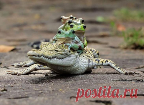 16 позитивных фотографий лягушек