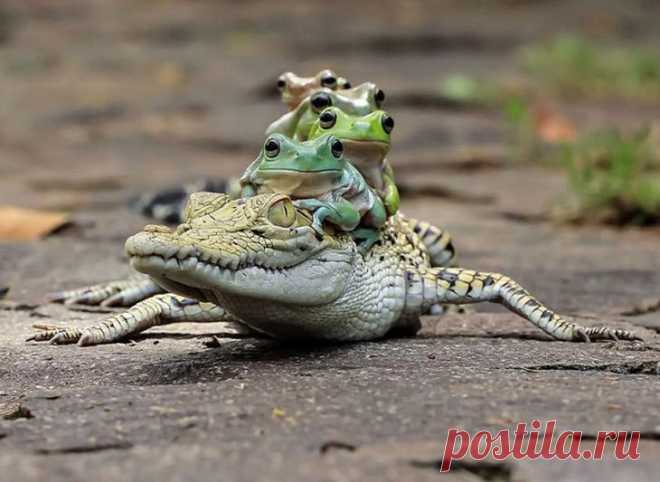 16 позитивных фотографий лягушек