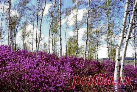 Забайкальские узоры