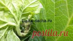 Большая смородинная тля - Садоводка