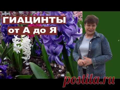 Гиацинты от А до Я   Рассказываю все о посадке подкормках размножении хранении