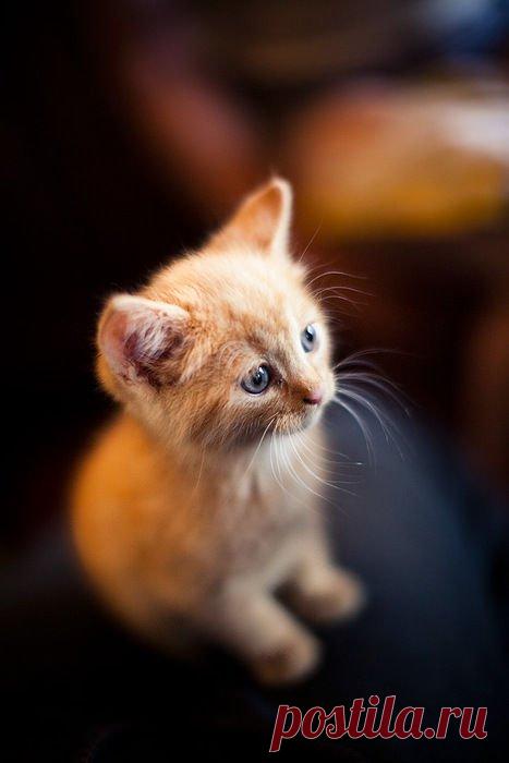 (202) Твиттер