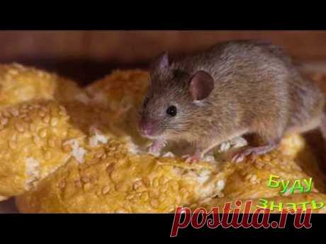 МЫШИ убегут из вашего дома Мигом...