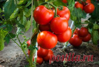 Выращиваем томаты без рассады — сорта, преимущества и недостатки метода Из–за короткого лета во многих регионах нашей страны выращивание томатов приходится осуществлять через рассаду. В весеннее время заботы о рассаде отнимают очень много времени и сил, не оставляя времени на другие дела...