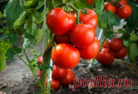 Выращиваем томаты без рассады — сорта, преимущества и недостатки метода Из–за короткого лета во многих регионах нашей страны выращивание томатов приходится осуществлять через рассаду. В весеннее время заботы о рассаде отнимают очень много времени и сил, не оставляя времени на другие дела...