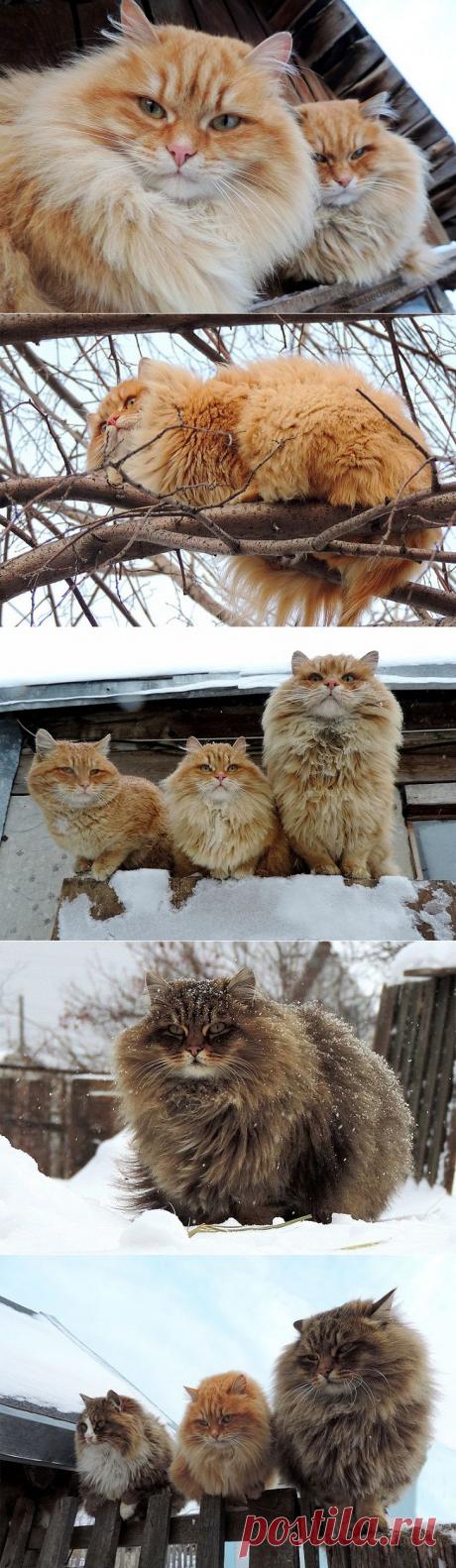 Необычная колония рыжих под Барнаулом • НОВОСТИ В ФОТОГРАФИЯХ