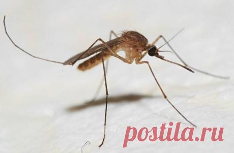 Какую группу крови комары пьют с наибольшим аппетитом – выводы ученых Рубрика Любопытно: Какую группу крови комары пьют с наибольшим аппетитом – выводы ученых. Читай последние новости событий на Joinfo.ua