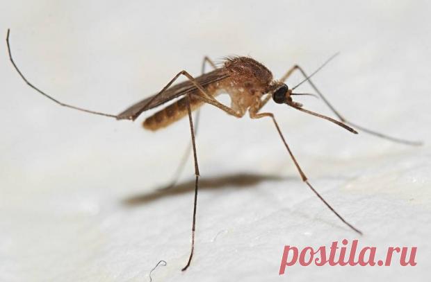 Какую группу крови комары пьют с наибольшим аппетитом – выводы ученых Рубрика Любопытно: Какую группу крови комары пьют с наибольшим аппетитом – выводы ученых. Читай последние новости событий на Joinfo.ua