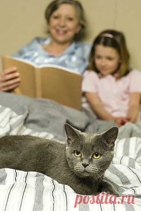 Кошка – загадочное создание, которое вызывает у людей разные эмоции. В Древнем Египте кошка была священным животным, сегодня же – это утешение и радость для многих любителей природы. 

А насколько сильно вы любите свою кошечку?