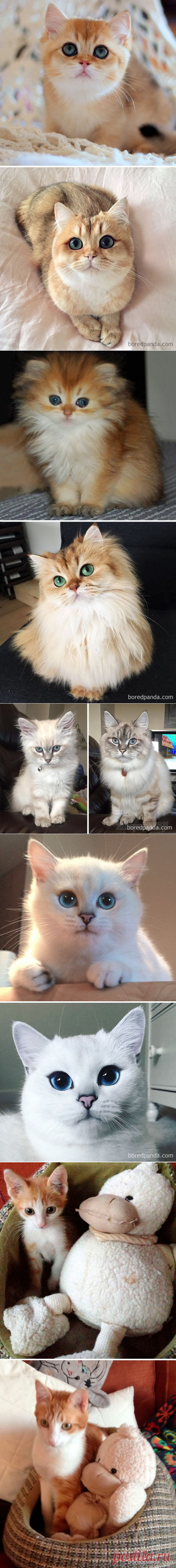 25 котят, которые с возрастом превратились в шикарных котов и кошек