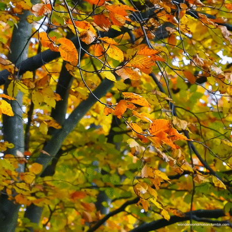 🍁 🌿🌾 Золотая осень.