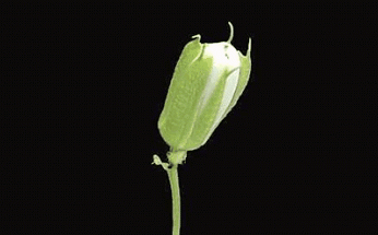 Google+ – #flowers
