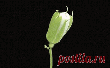 Google+ – #flowers