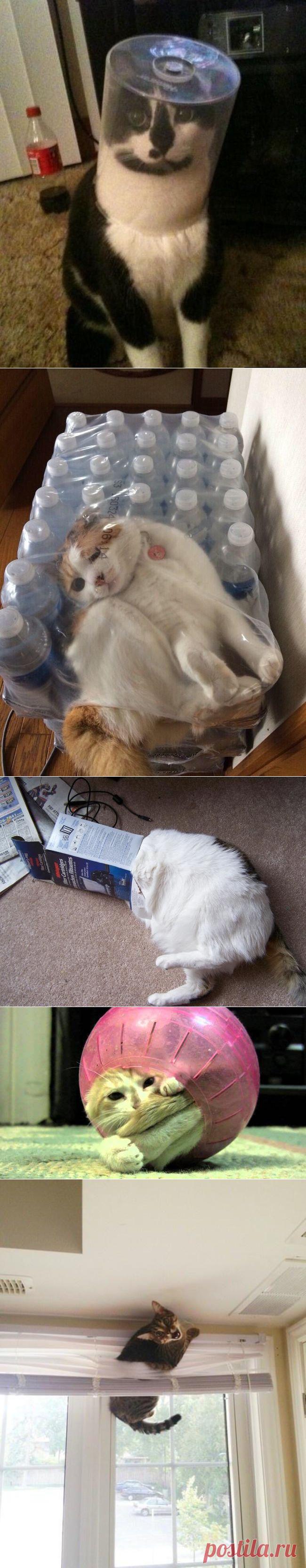 20 несчастных кошек, которые из-за дикого любопытства застряли в самых неожиданных местах.