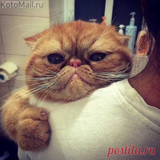ЕЩЁ КОТЭ | KotoMail.ru
