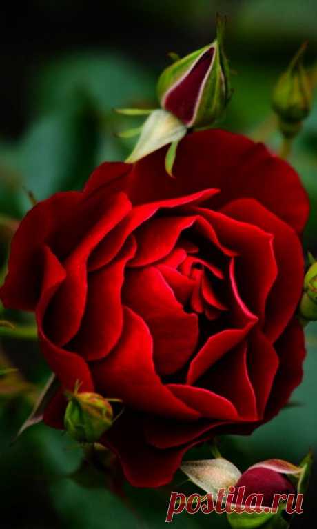 Red Rose | Flowers