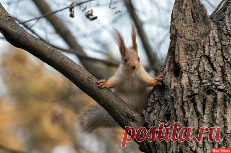 Фото: А сейчас слово предоставляется начальнику транспортного цеха..!. Фотограф Алексей Рыльский. Фото животных - Фотосайт Расфокус.ру