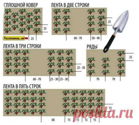 Сажаем клубнику в августе - Садоводка