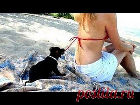 Приколы подборка 2013 с животными. Лучшие видео смешные приколы с животными за 2013
