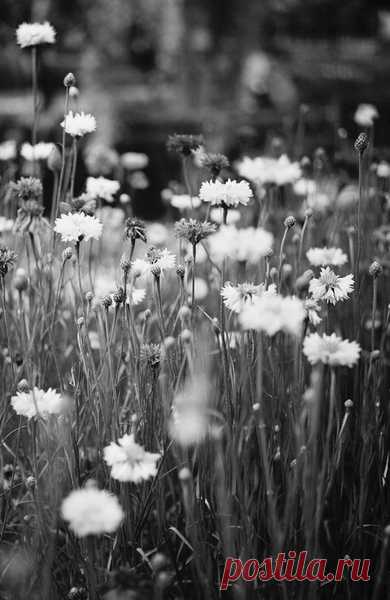 fleur morbide
