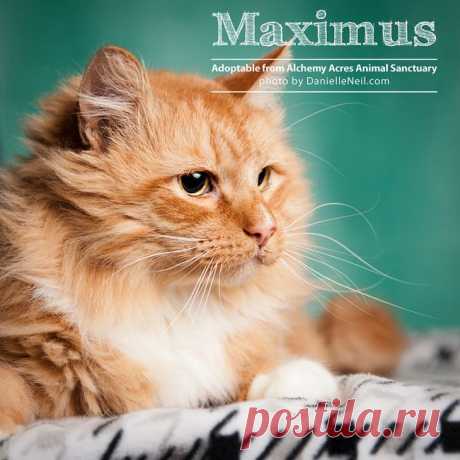 November Adoptable Pets From Alchemy Acres In Ohio { Pet Photography }