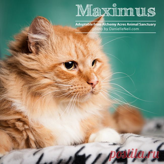 November Adoptable Pets From Alchemy Acres In Ohio { Pet Photography }