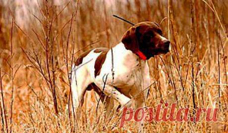 Высокие технологии для воспитания собак