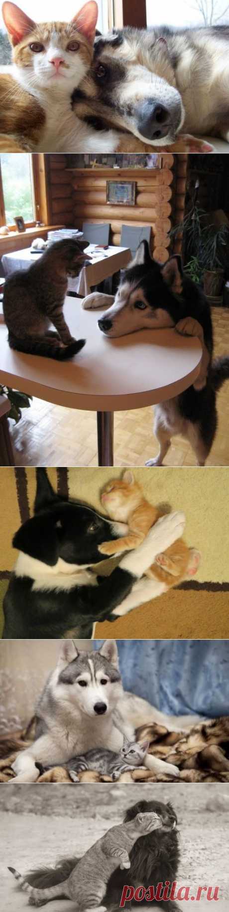 Дружба кошек и собак / Питомцы