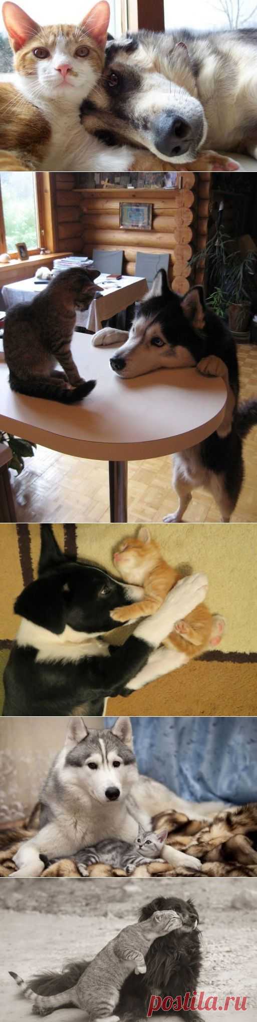 Дружба кошек и собак / Питомцы