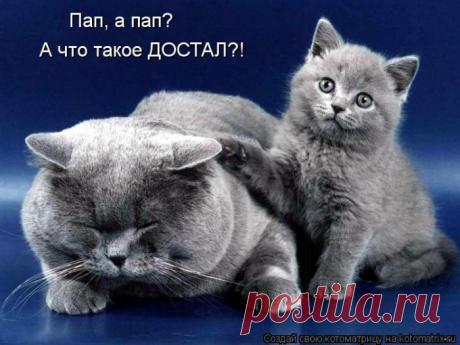 Четыре сыночка (котоматрица)