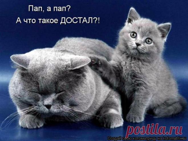 Четыре сыночка (котоматрица)