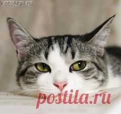 Apskatīt ziņojumu - Inbox Mail