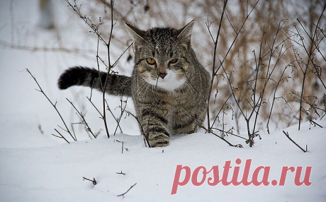 Определение возраста кошки. Таблица возрастных изменений