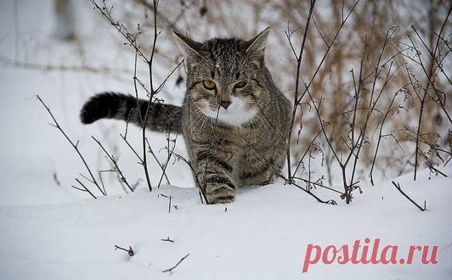 Определение возраста кошки. Таблица возрастных изменений