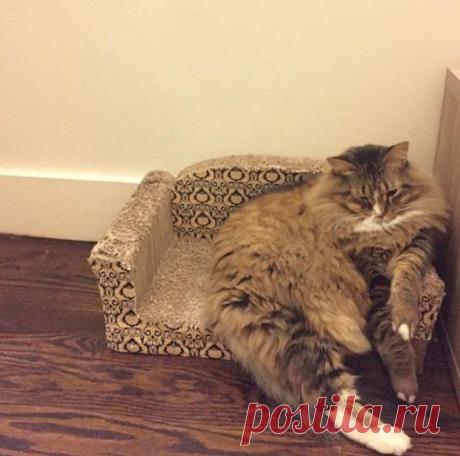 Люди делятся снимками крошечной мебели, которую они купили для своих питомцев, и это мило