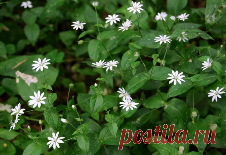 Трава ЖИЗНИ!