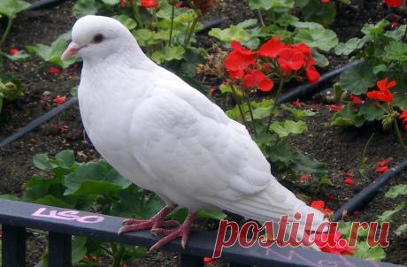 paloma en la ventana - Buscar con Google